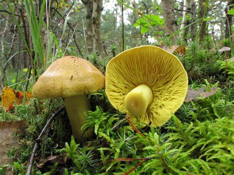 tricholoma|tricholoma flavovirens.